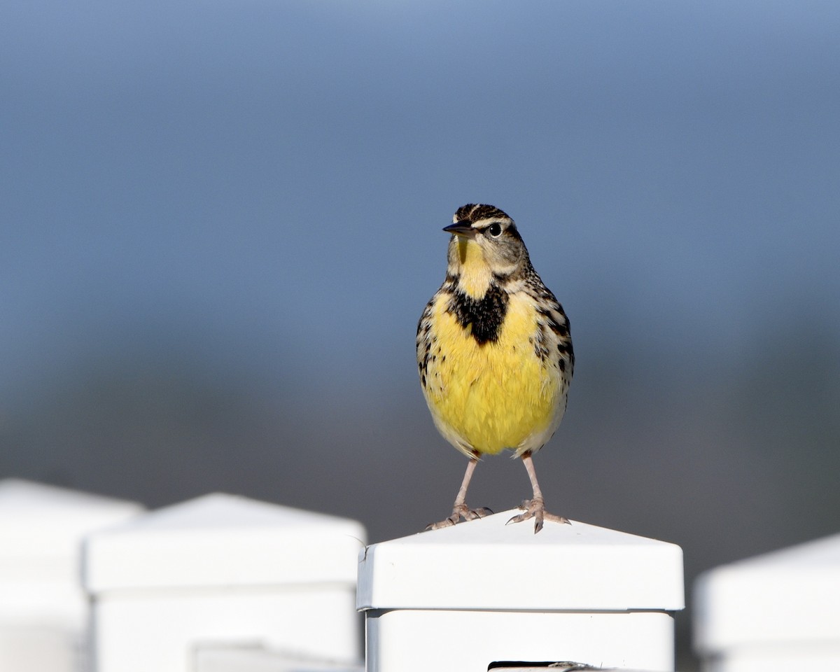 Western Meadowlark - ML612959941