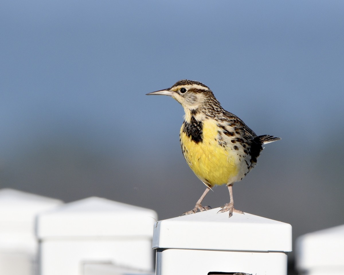 Western Meadowlark - ML612959943