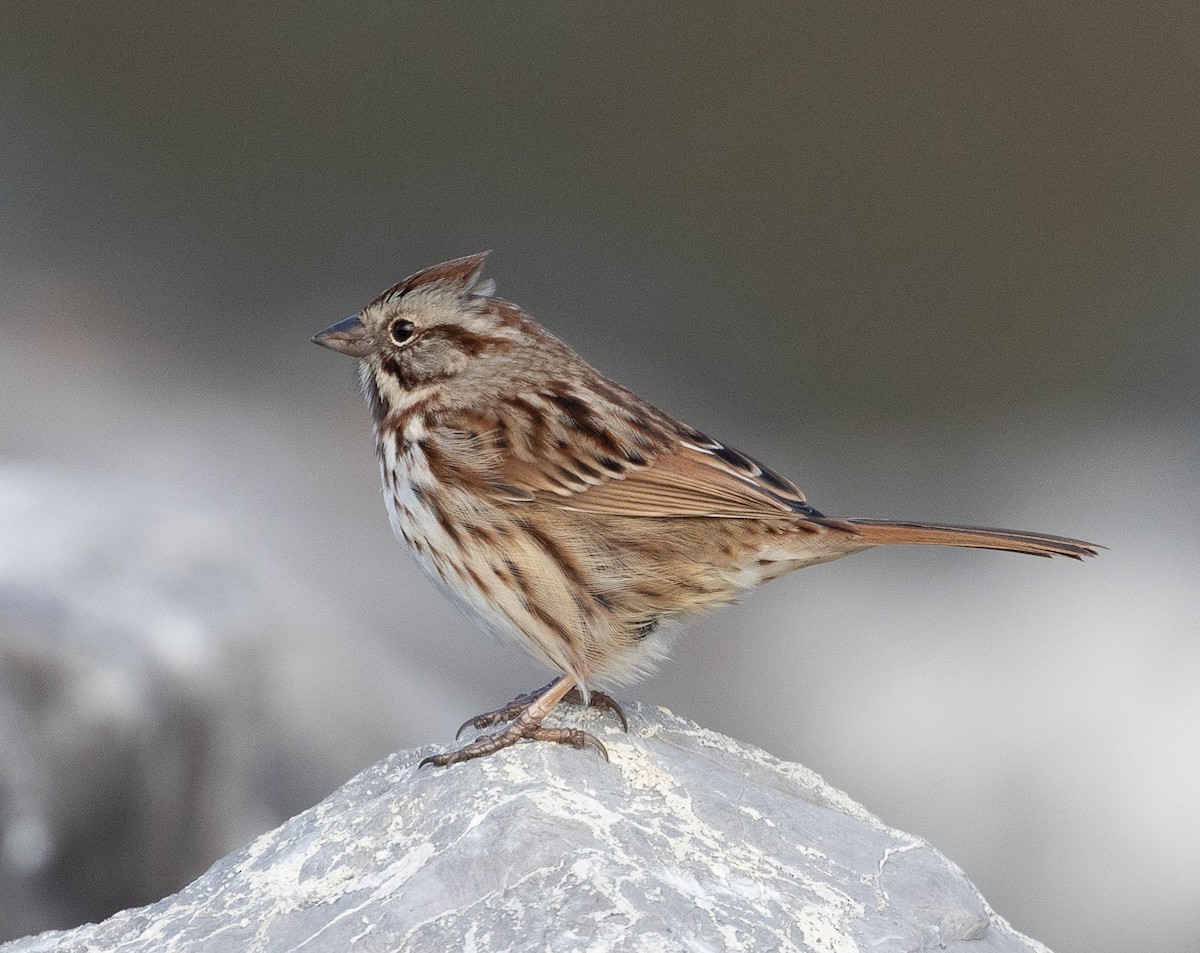 Song Sparrow - ML612959945