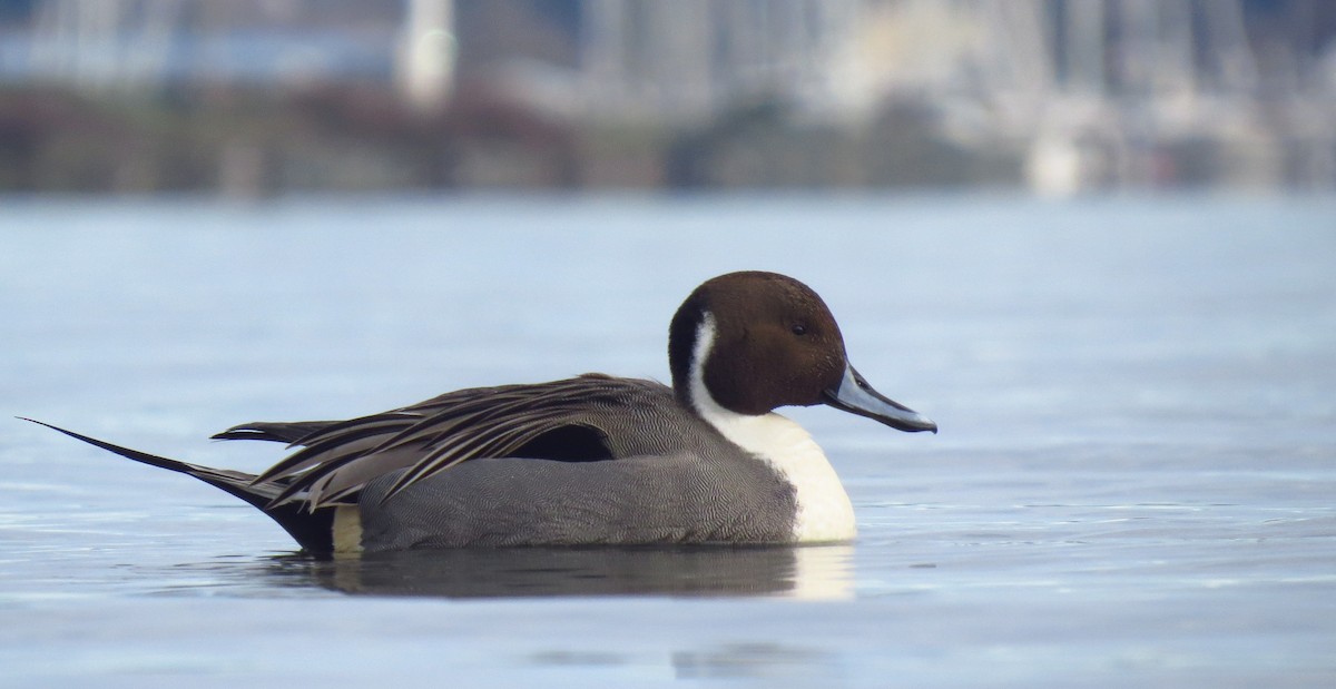 Northern Pintail - ML612959974