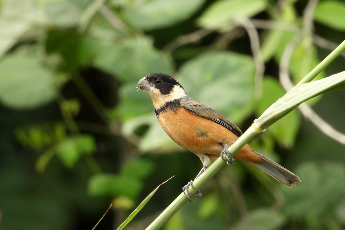 Cinnamon-rumped Seedeater - ML612960069