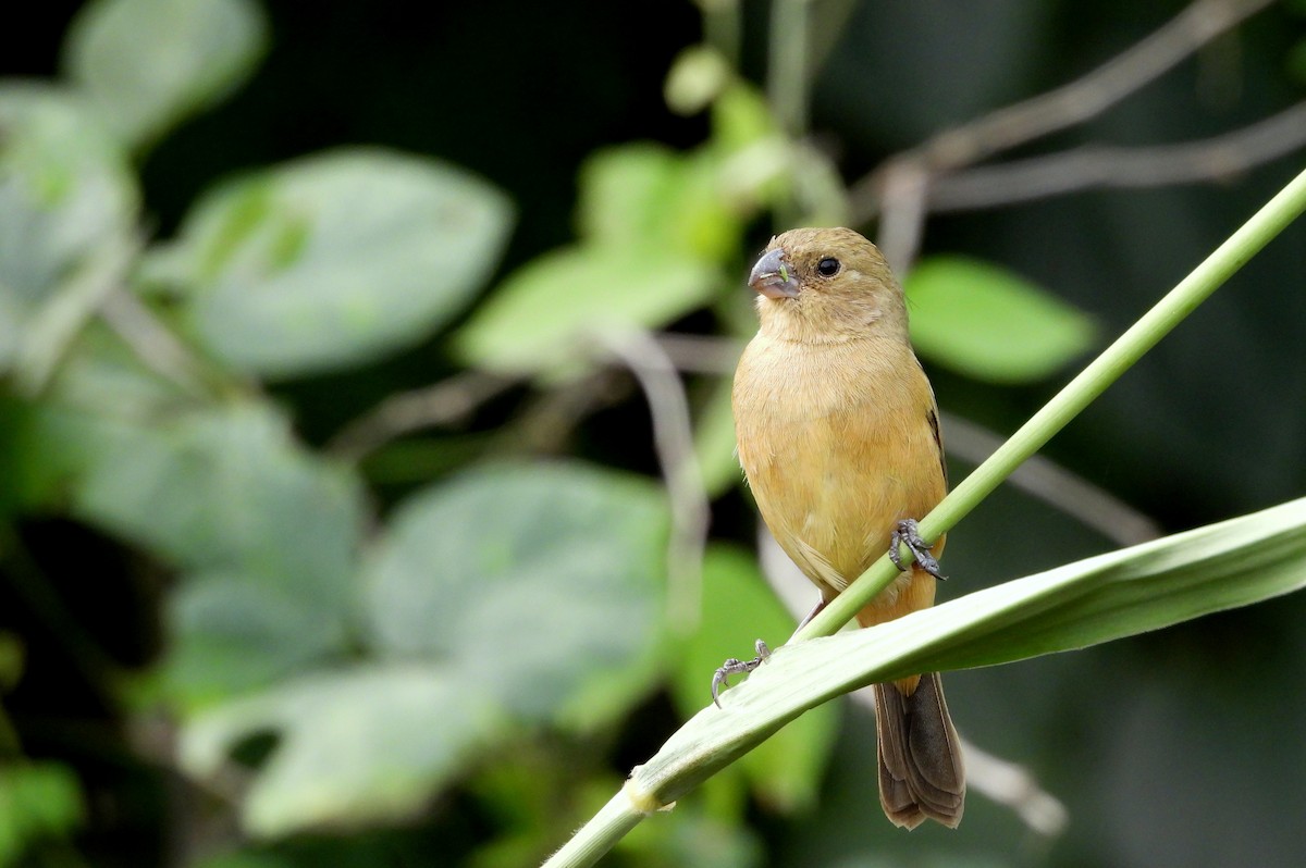 Cinnamon-rumped Seedeater - ML612960077