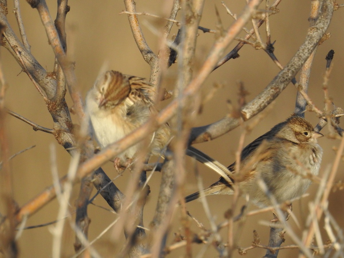 Brewer's Sparrow - ML612960216