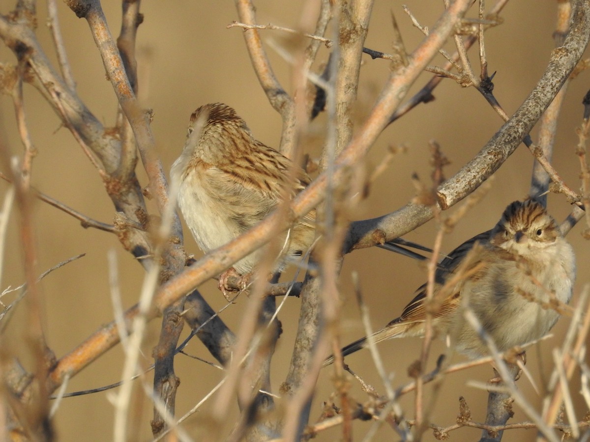 Brewer's Sparrow - ML612960217
