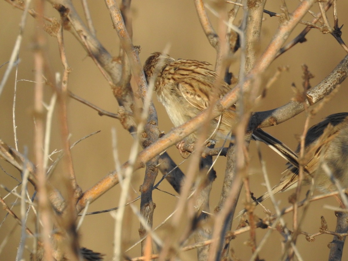 Brewer's Sparrow - ML612960218