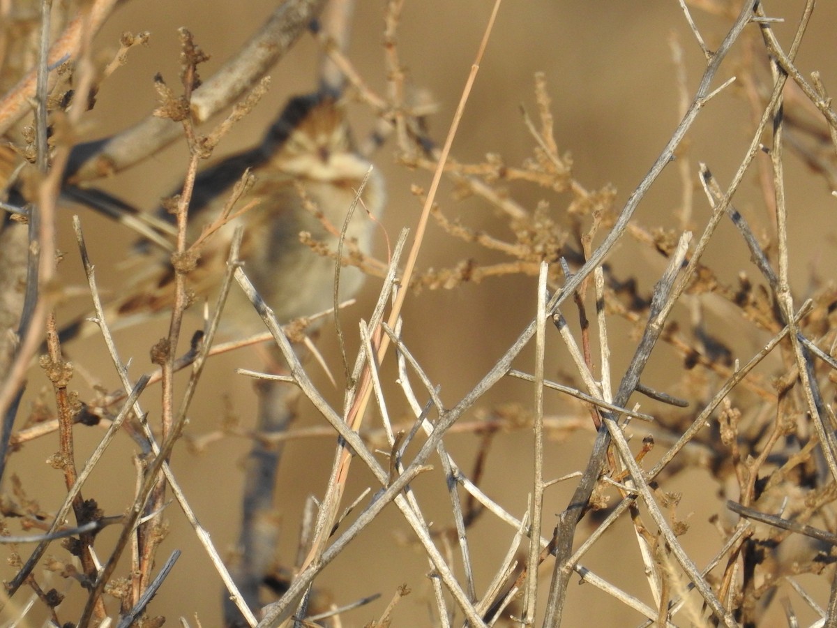 Brewer's Sparrow - ML612960219