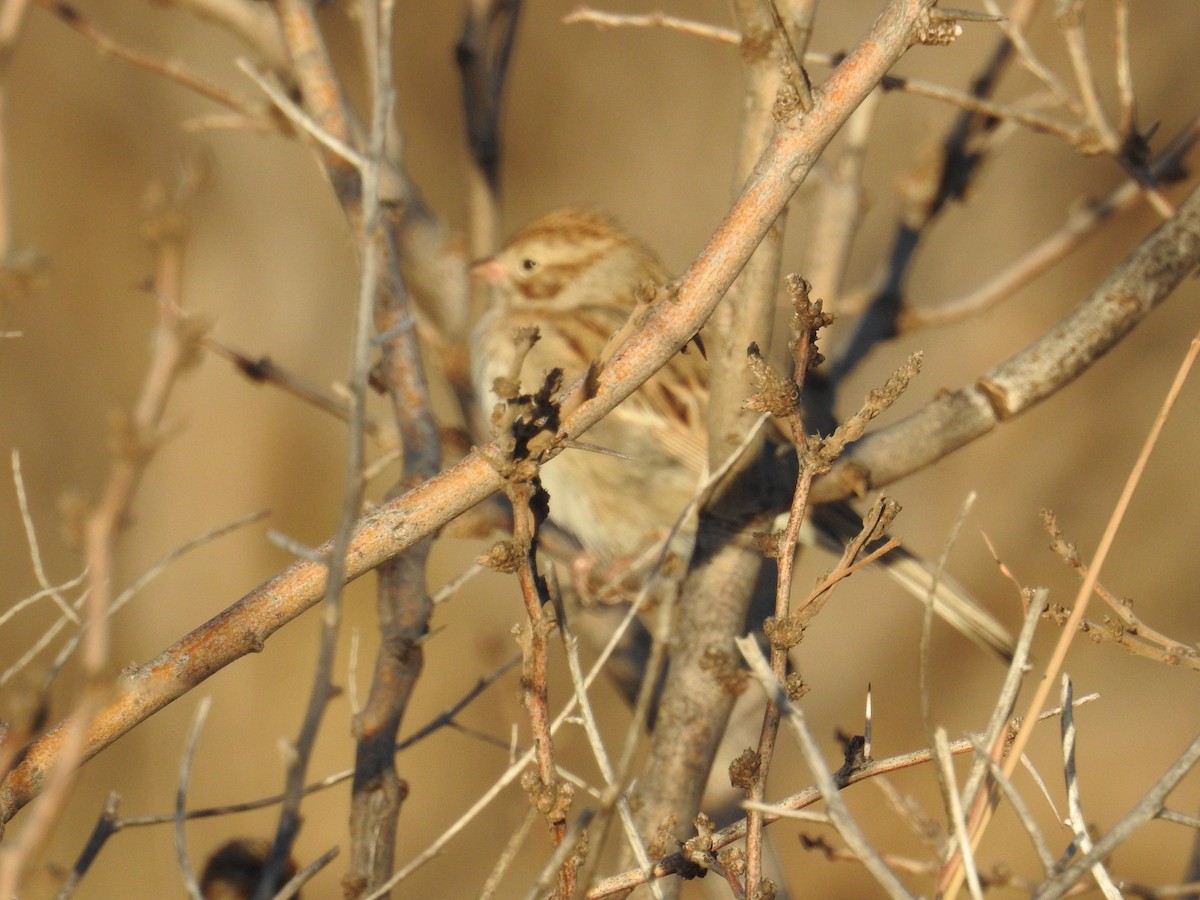 Brewer's Sparrow - ML612960220
