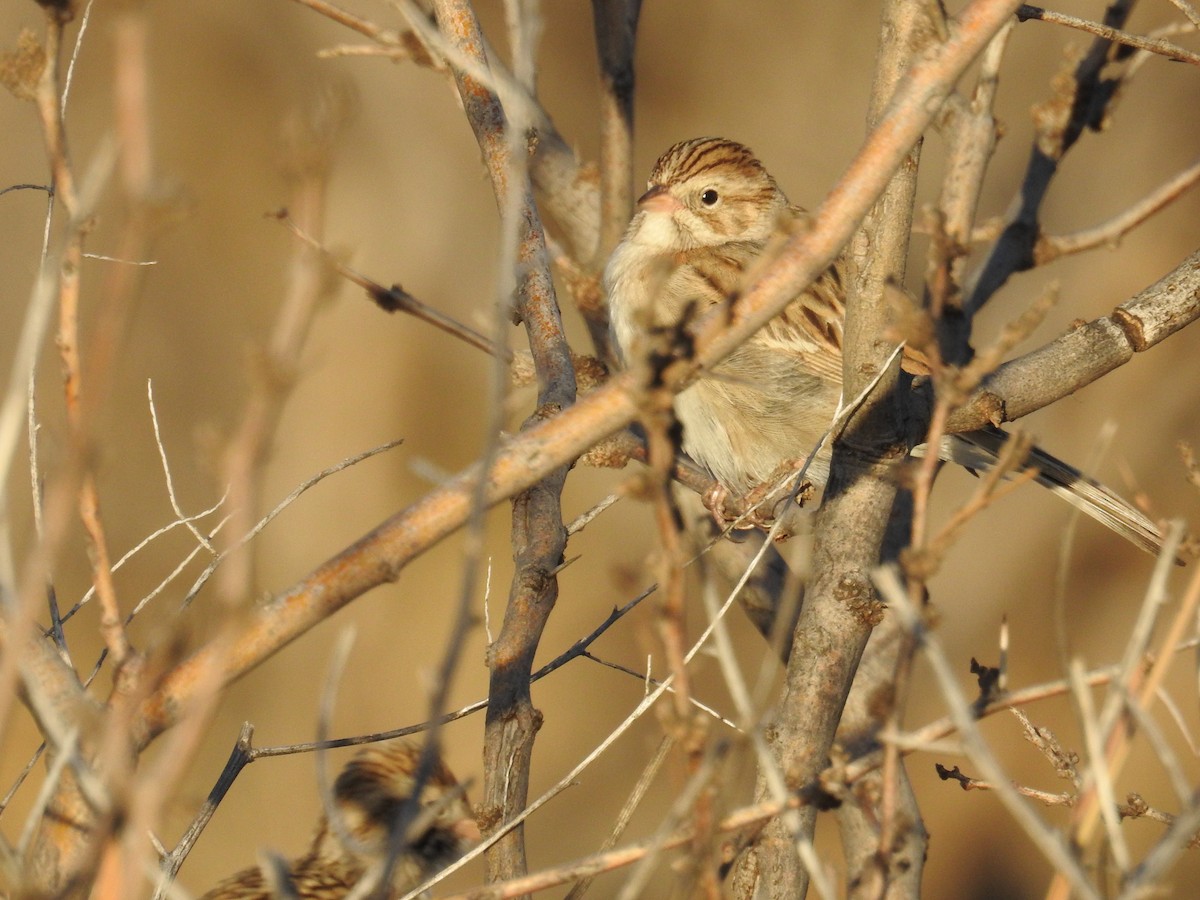 Brewer's Sparrow - ML612960221