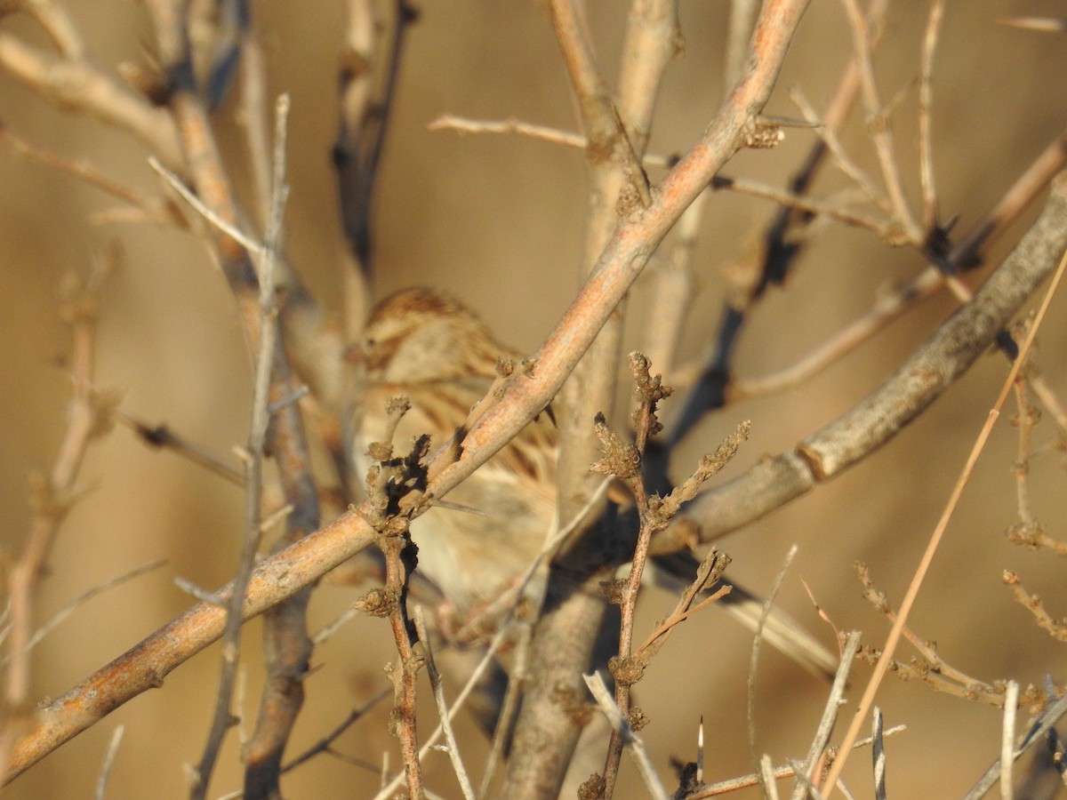 Brewer's Sparrow - ML612960222