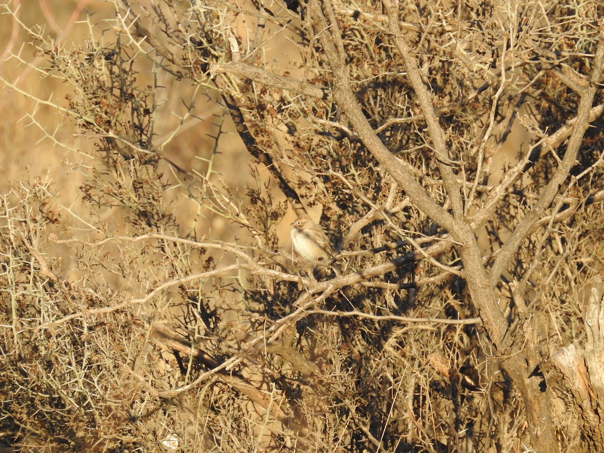 Brewer's Sparrow - ML612960223