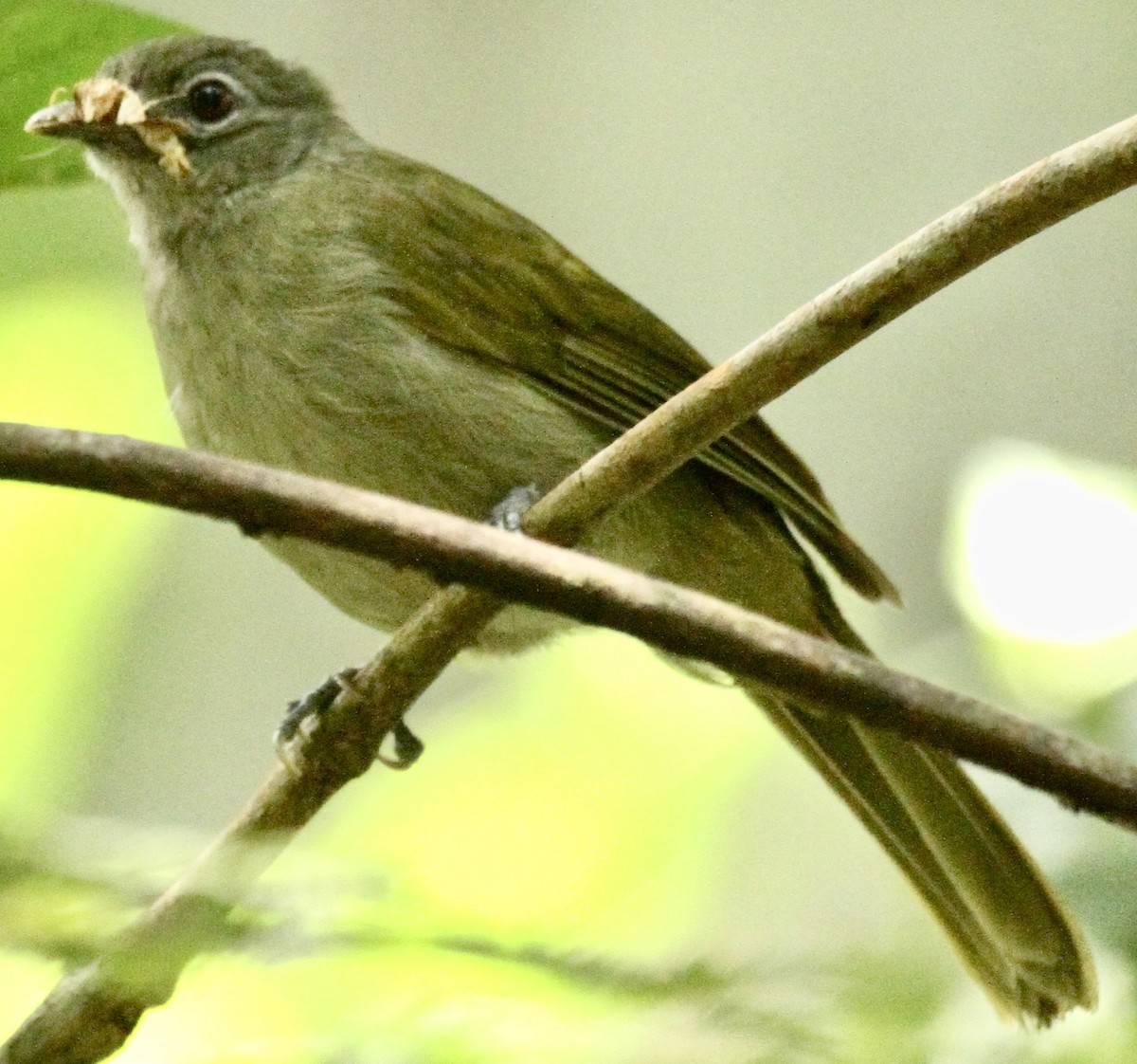 Shelley's Greenbul - ML612960225