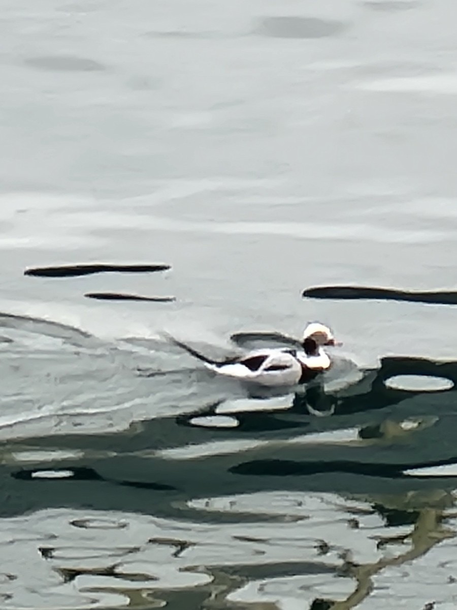 Long-tailed Duck - ML612960239
