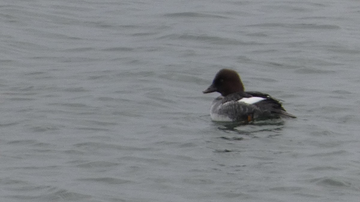 Common Goldeneye - ML612960281