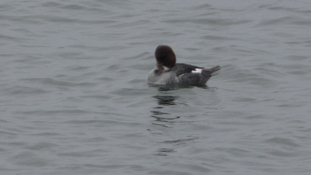 Common Goldeneye - Lynn Hollerman