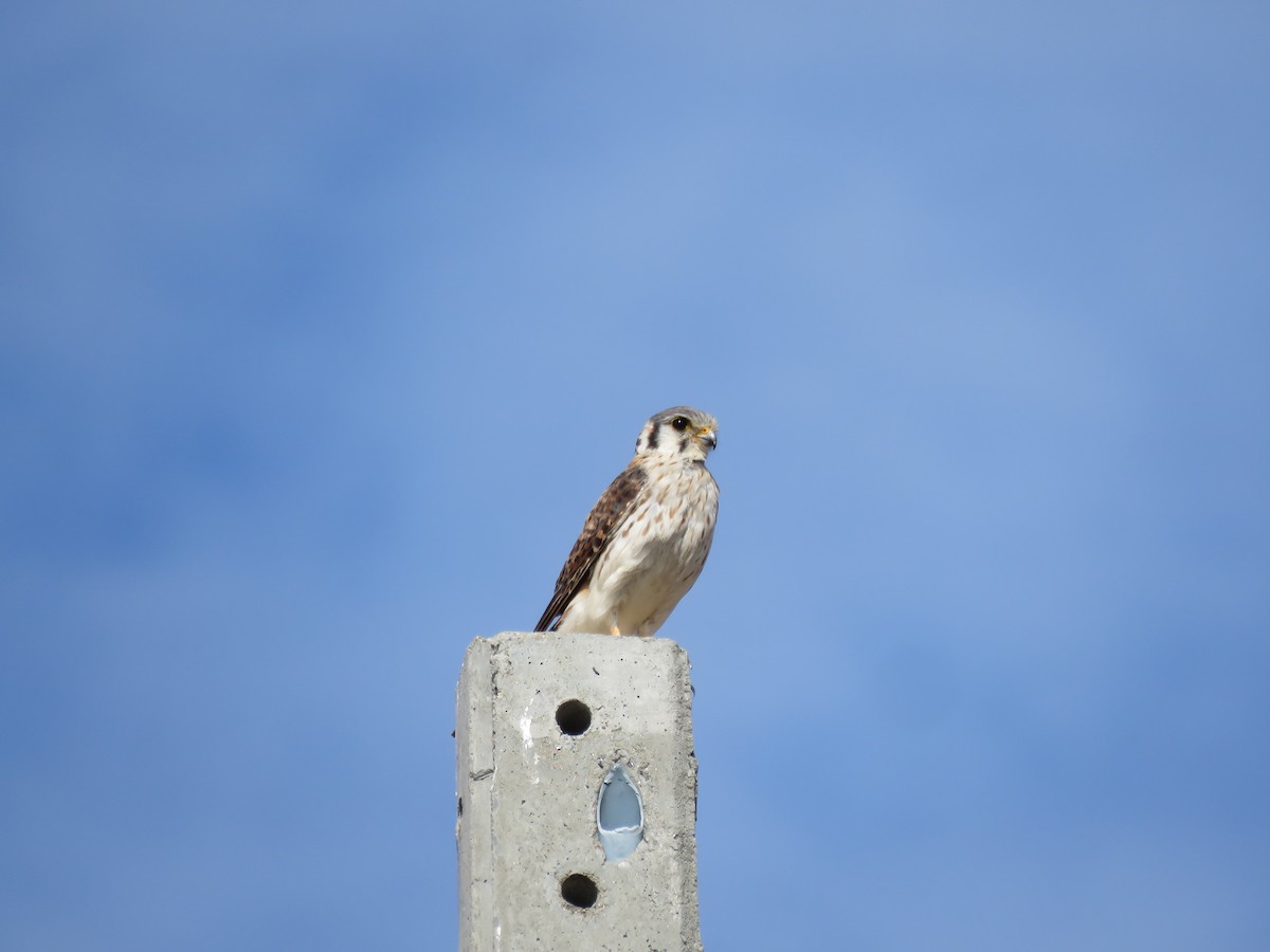 American Kestrel (South American) - Sandy Gallito