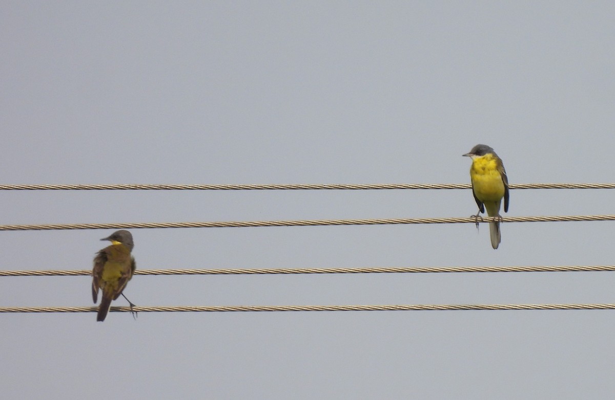 Eastern Yellow Wagtail - ML612960350