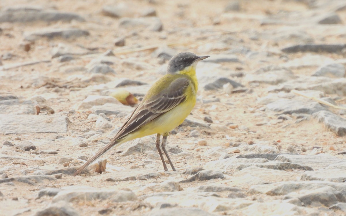 Eastern Yellow Wagtail - ML612960357