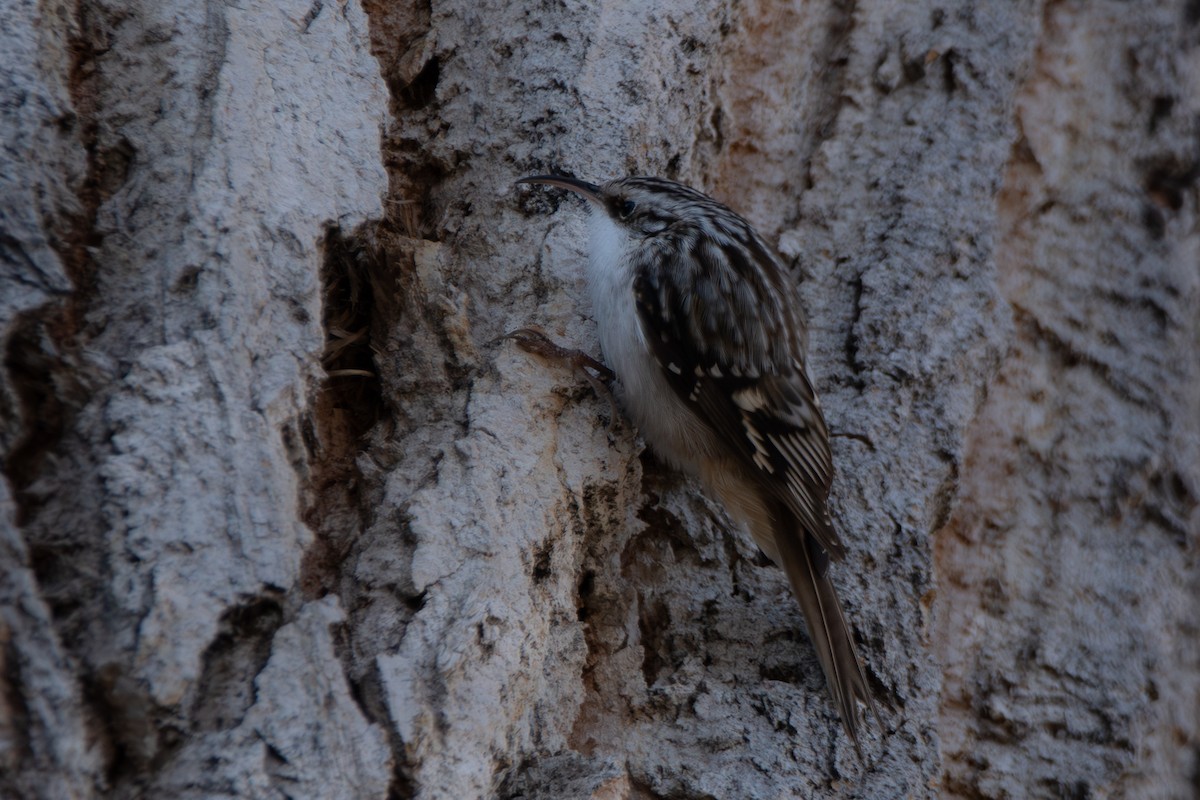 Brown Creeper - ML612960361