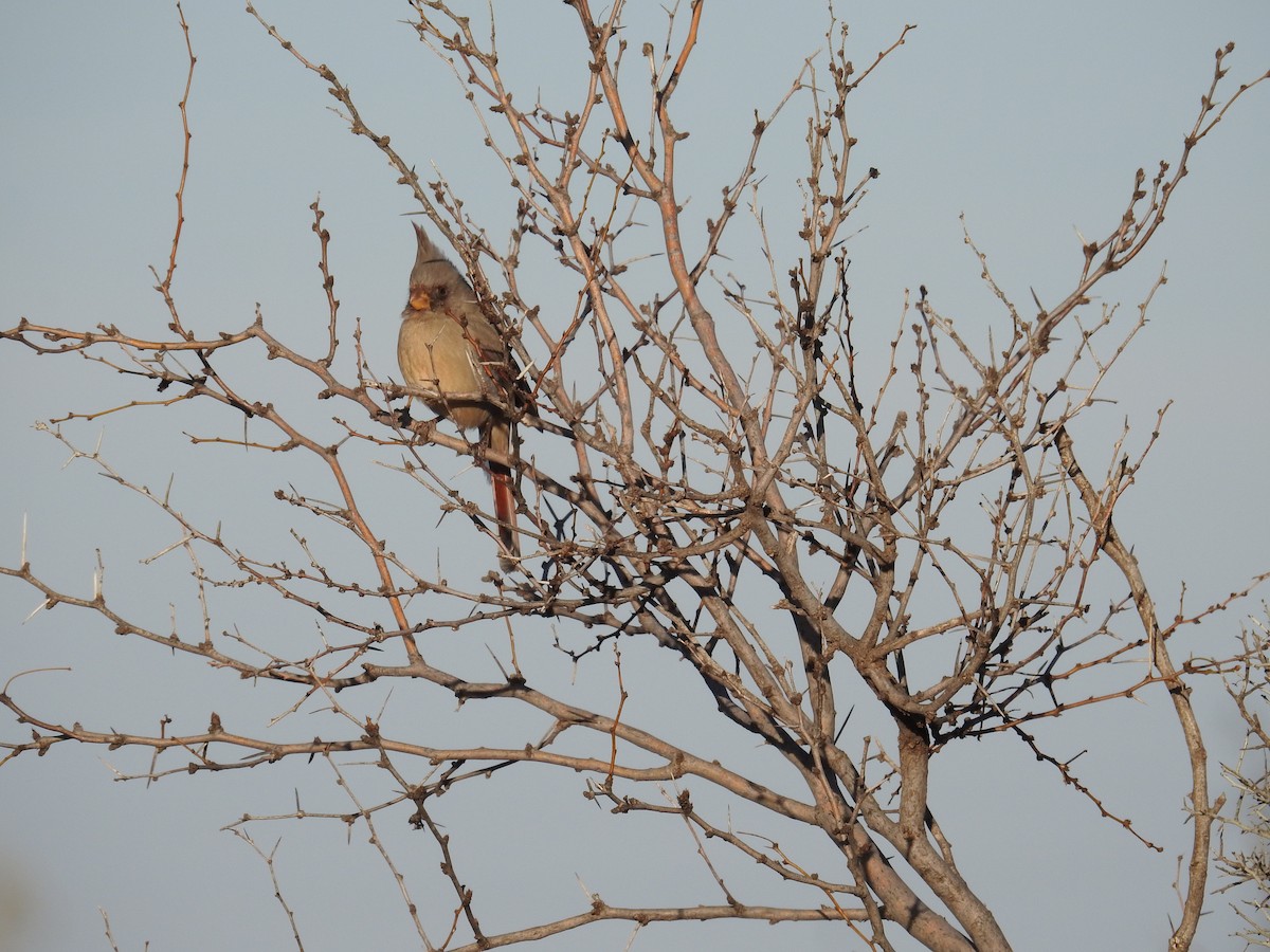 Pyrrhuloxia - ML612960394