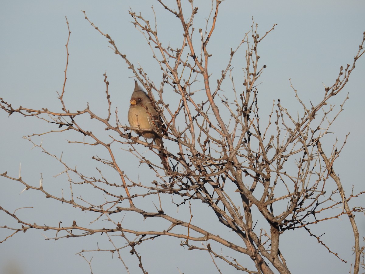 Pyrrhuloxia - ML612960395