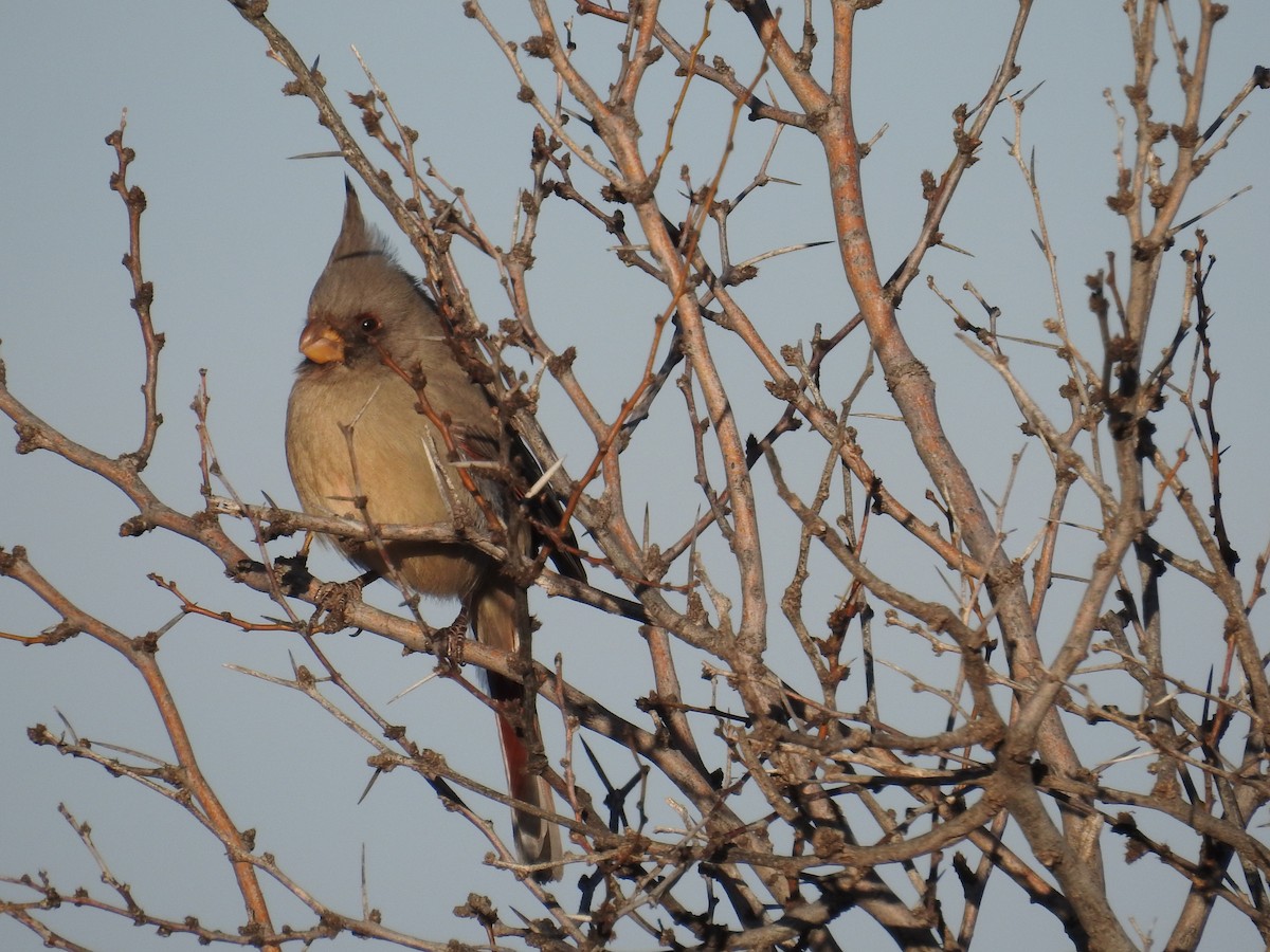 Pyrrhuloxia - ML612960396