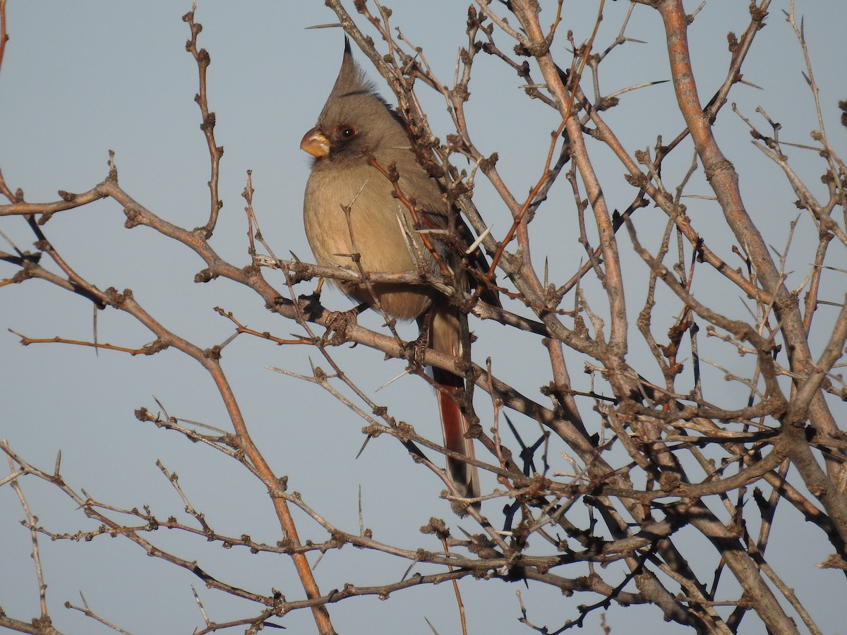 Pyrrhuloxia - ML612960397