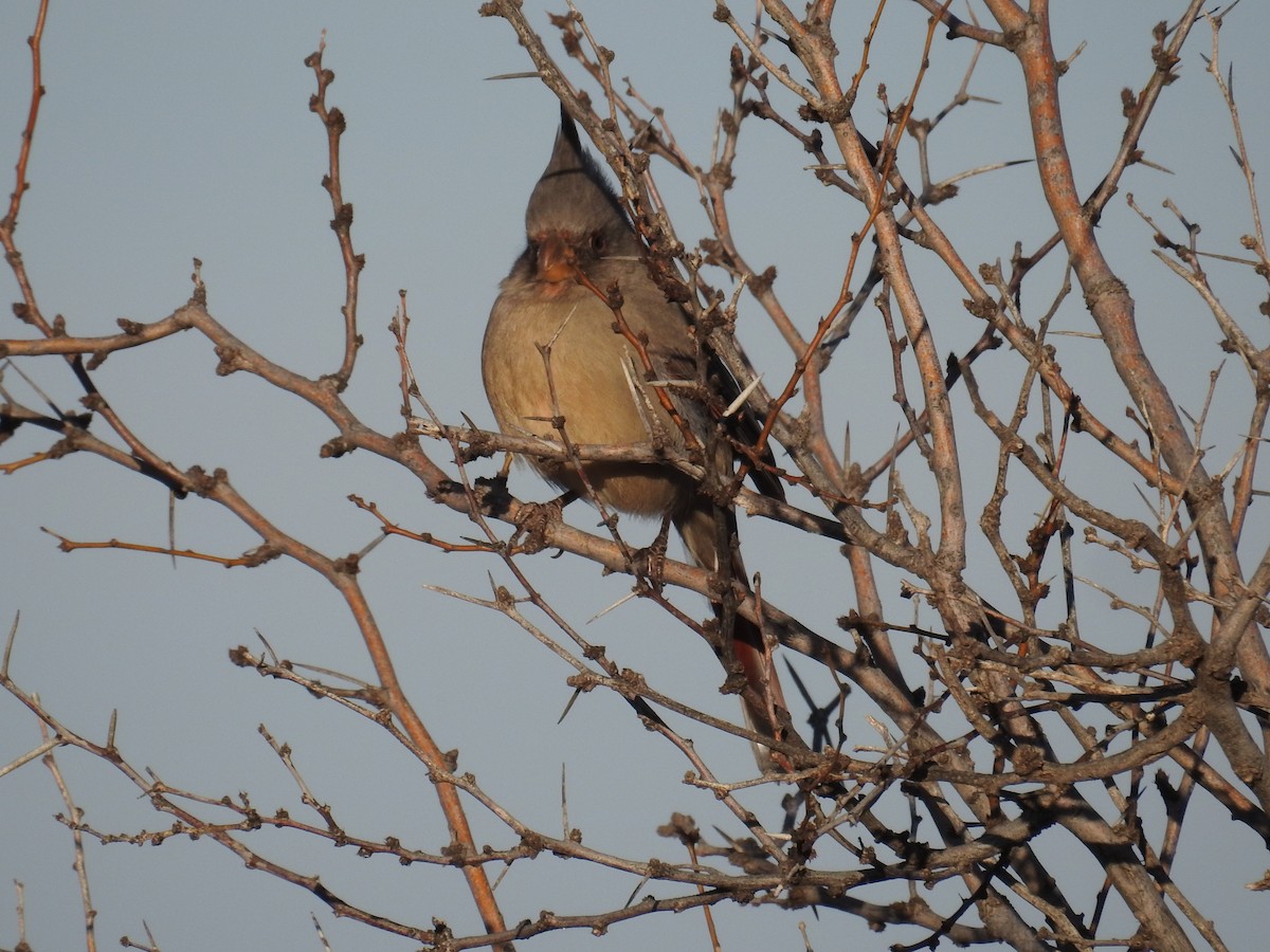 Pyrrhuloxia - ML612960398