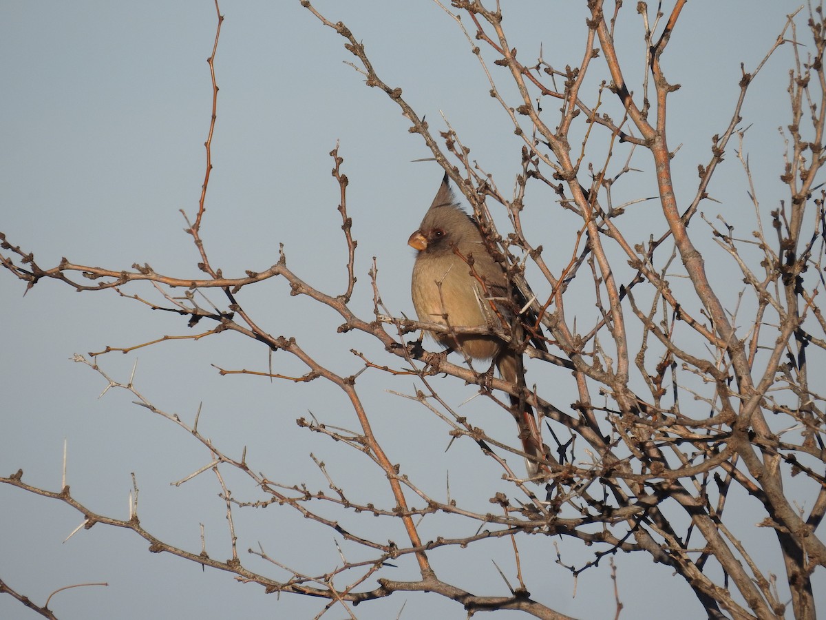 Pyrrhuloxia - ML612960399