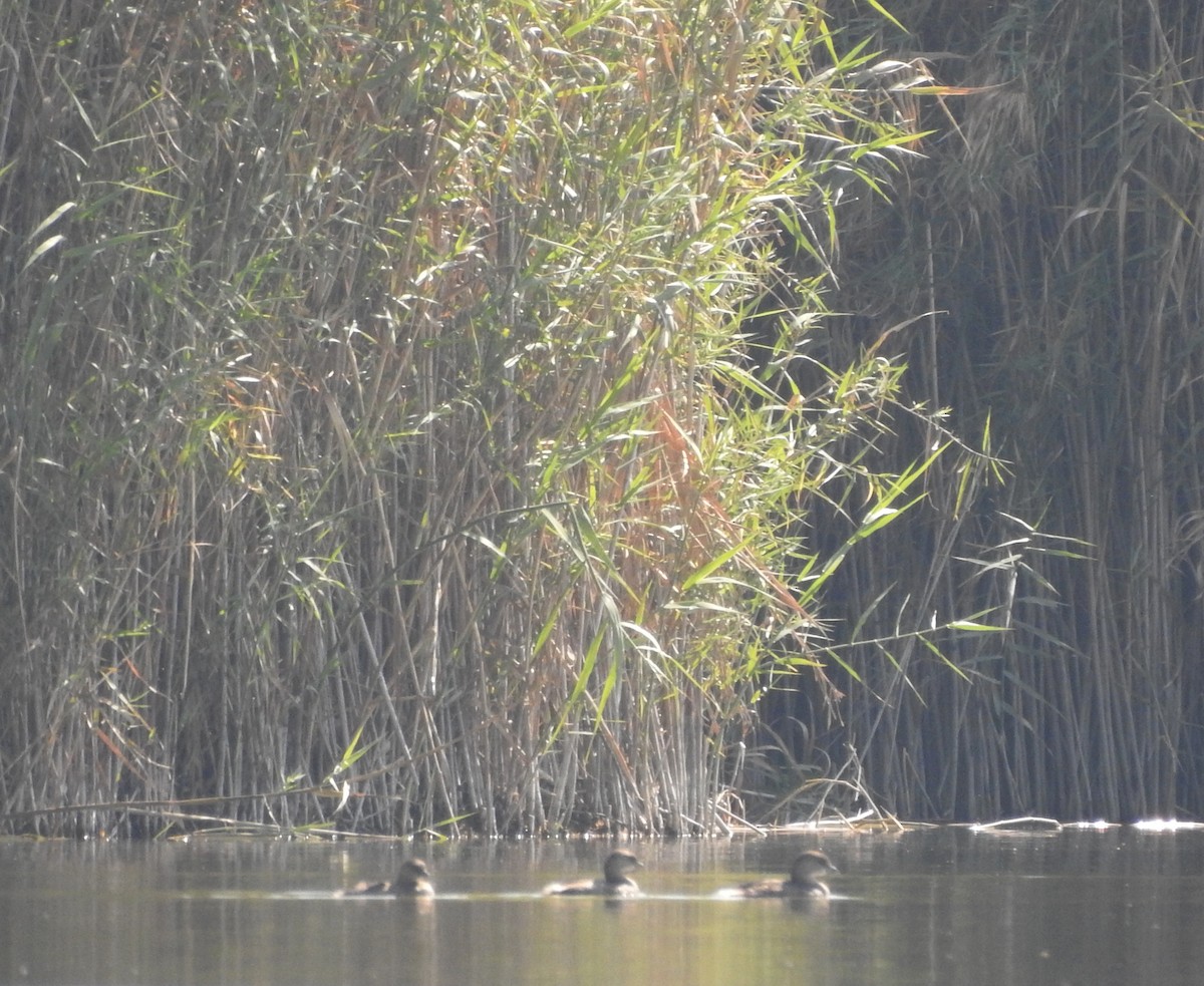 Pied-billed Grebe - ML612960400