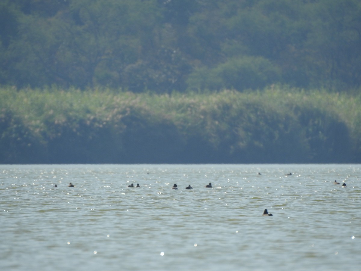 Ring-necked Duck - ML612960521
