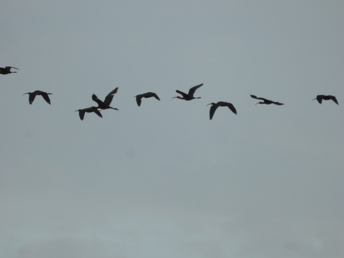 White-faced Ibis - ML612960534