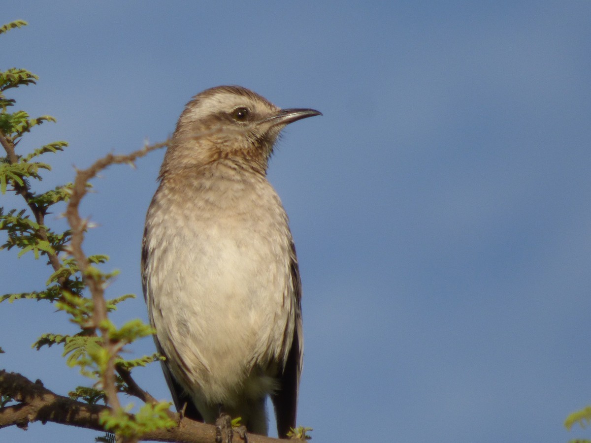 Chilean Mockingbird - ML612960597