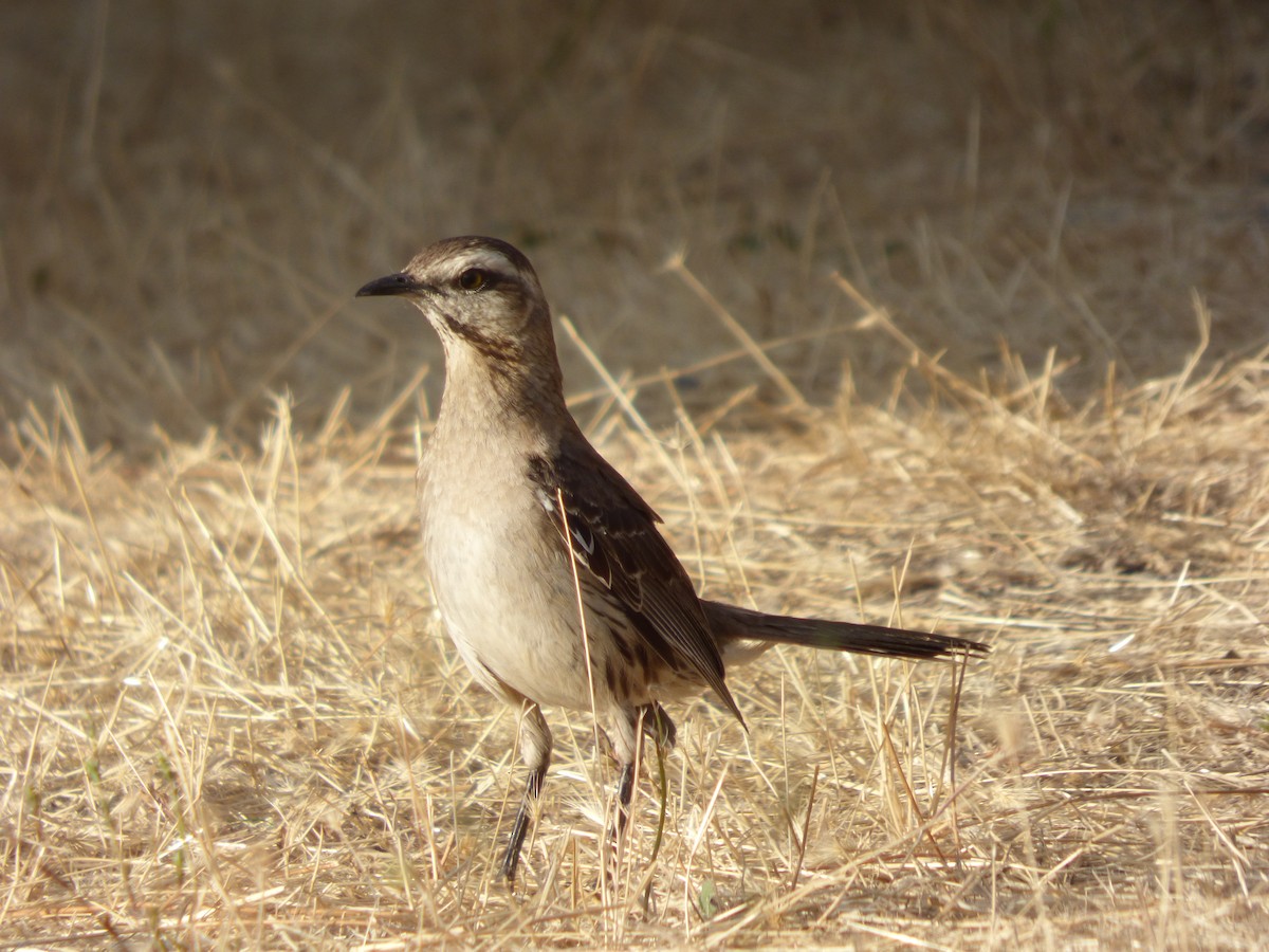 Chilean Mockingbird - ML612960619