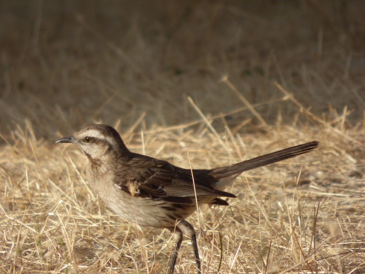 Chilean Mockingbird - ML612960625