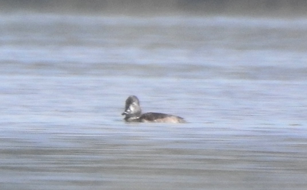 Ring-necked Duck - ML612960671