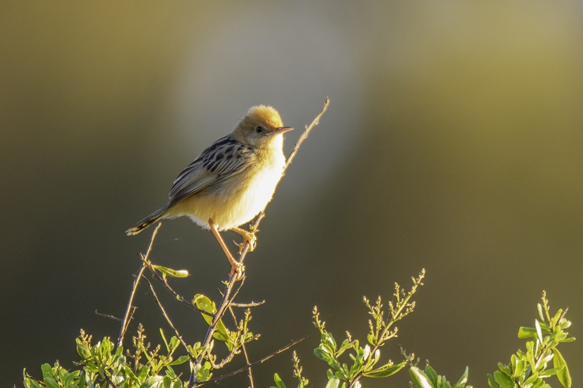 Golden-headed Cisticola - Rick Bowers