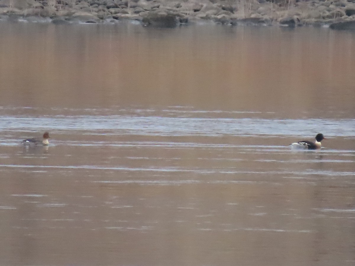 Red-breasted Merganser - ML612960719