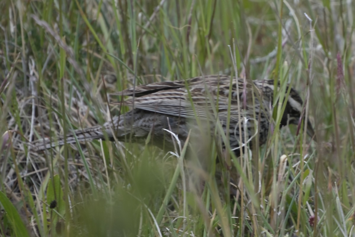 Long-tailed Meadowlark - ML612960772