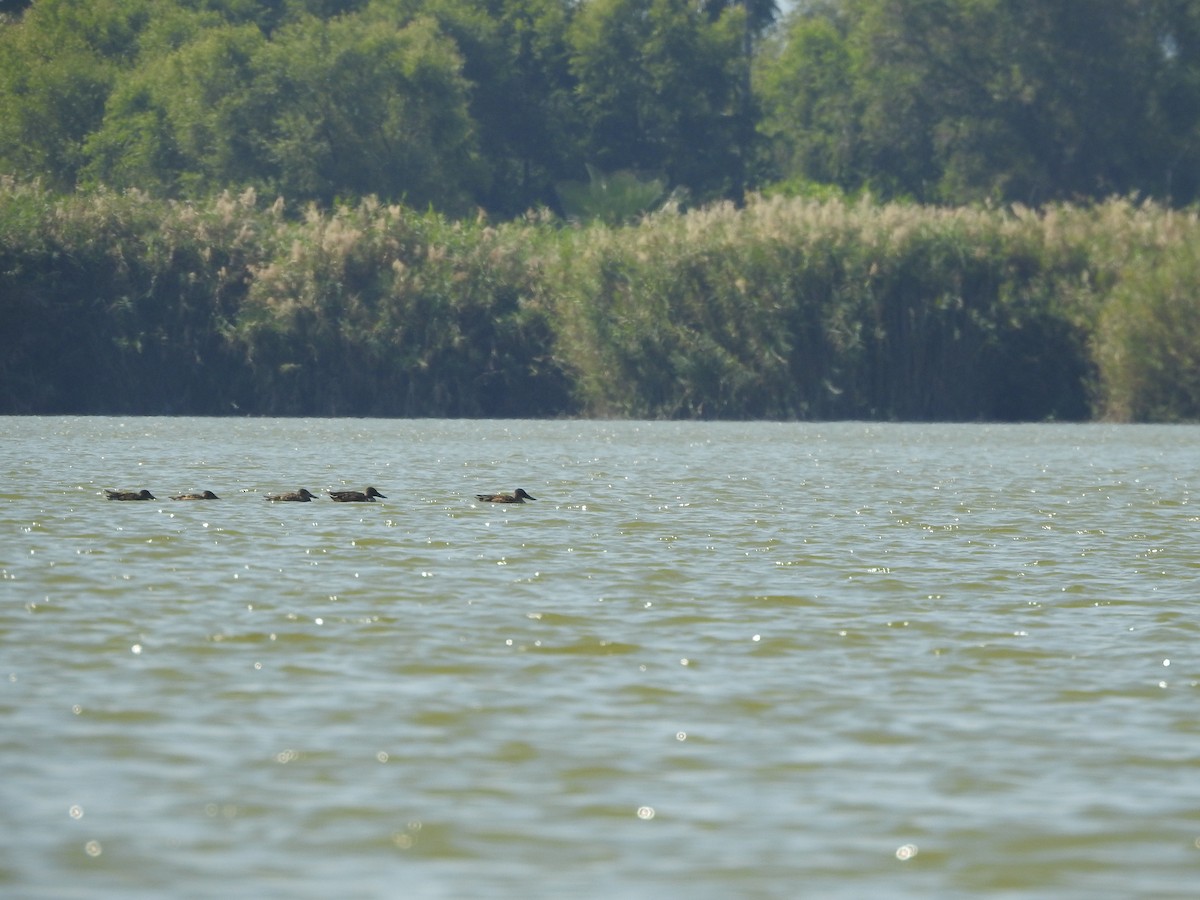 Northern Shoveler - ML612960773