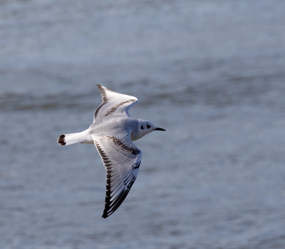 Bonaparte's Gull - ML612960818