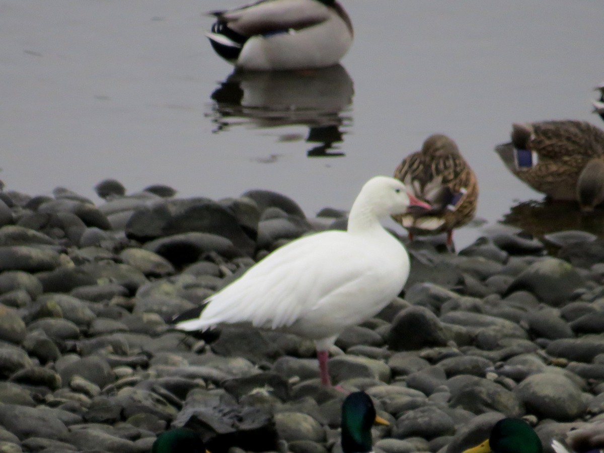 Snow Goose - ML612960847