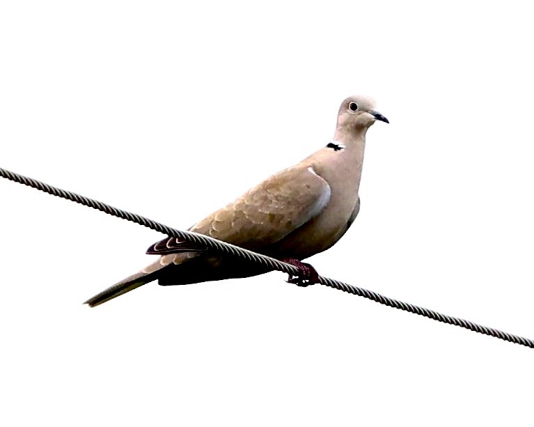 Eurasian Collared-Dove - ML612960875