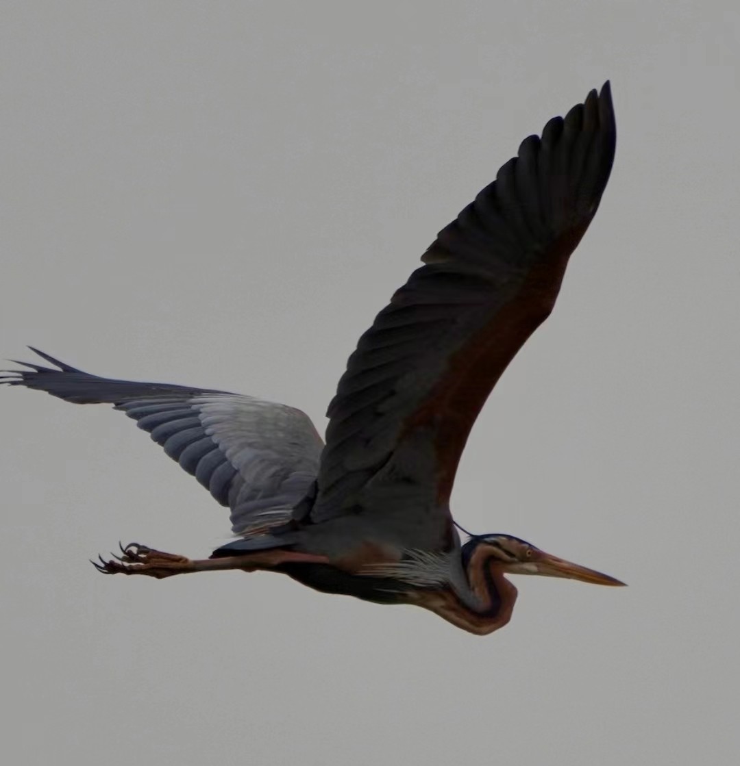 Purple Heron - Wenxia Peng