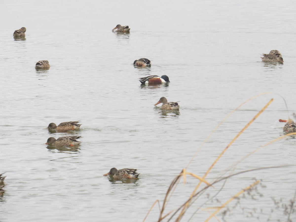 Northern Shoveler - ML612961125