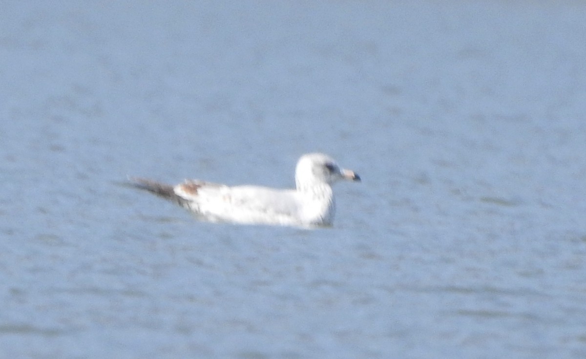 Ring-billed Gull - ML612961157