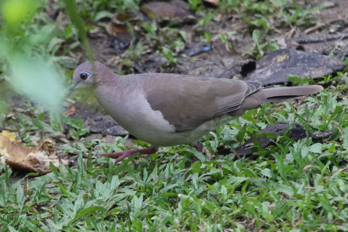 White-tipped Dove - ML612961169