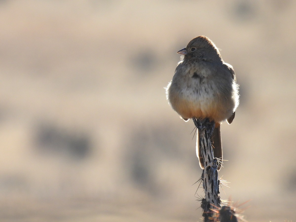 Canyon Towhee - Tyler Stewart