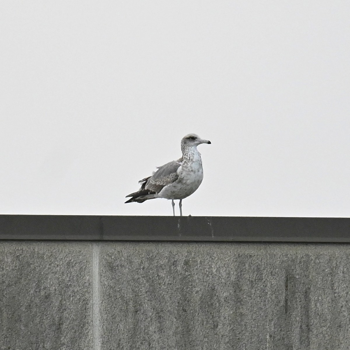 California Gull - ML612961204