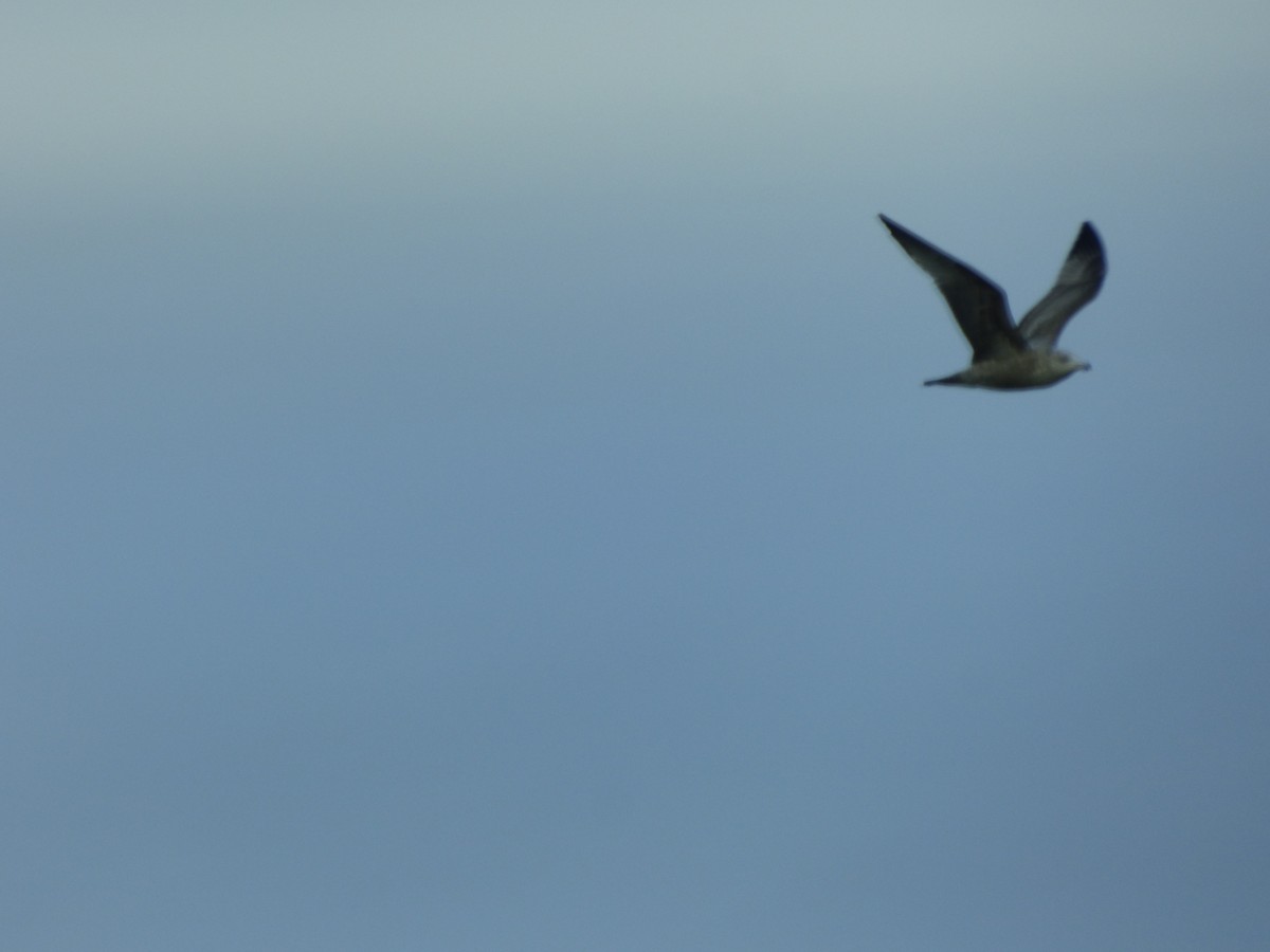 Ring-billed Gull - ML612961237