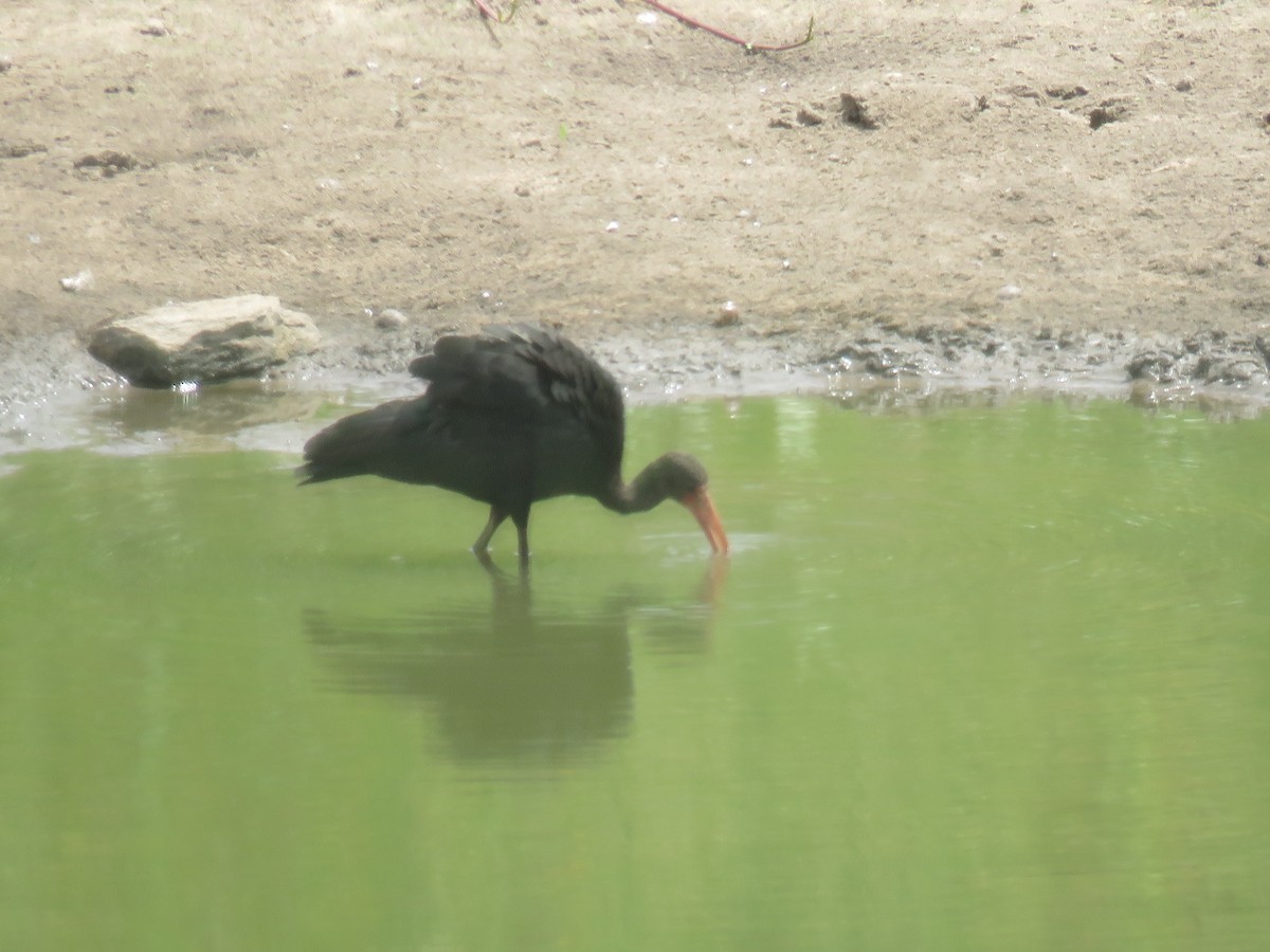 Limpkin - Sandy Gallito